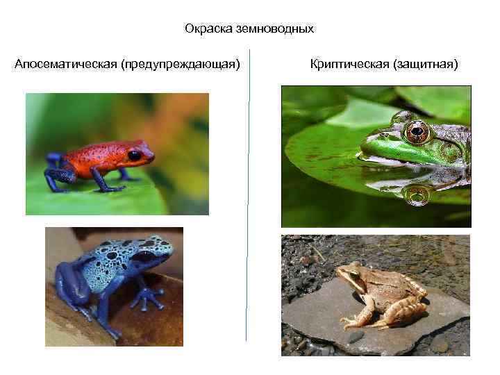 Окраска земноводных Апосематическая (предупреждающая) Криптическая (защитная) 