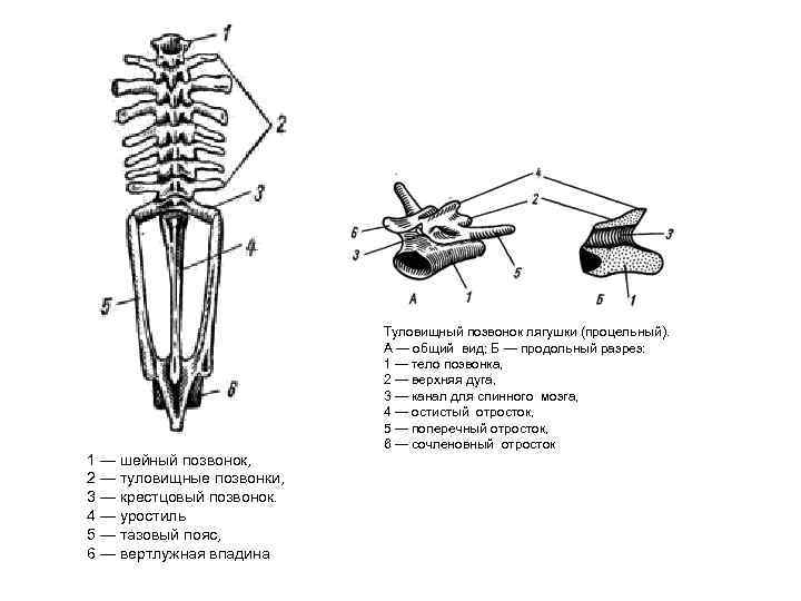 1 — шейный позвонок, 2 — туловищные позвонки, 3 — крестцовый позвонок. 4 —