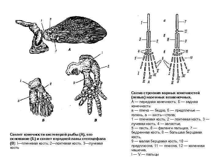 Скелет конечности кистеперой рыбы (А), его основание (Б) и скелет передней лапы стегоцефала (В):