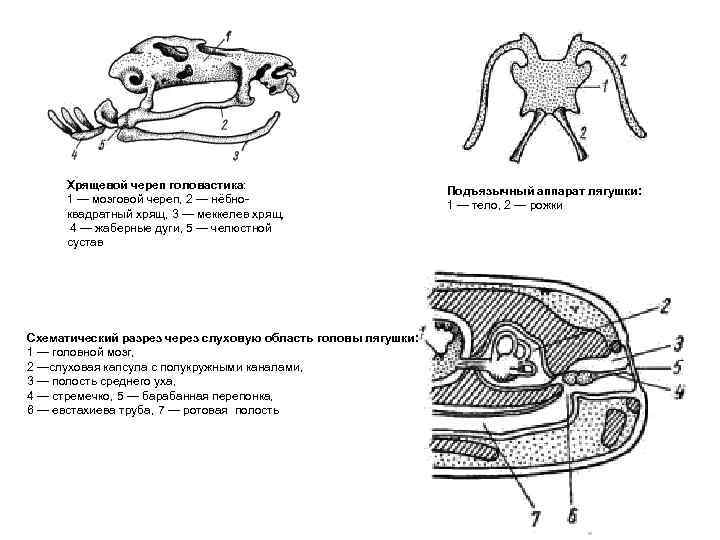 Хрящевой череп головастика: 1 — мозговой череп, 2 — нёбноквадратный хрящ, 3 — меккелев