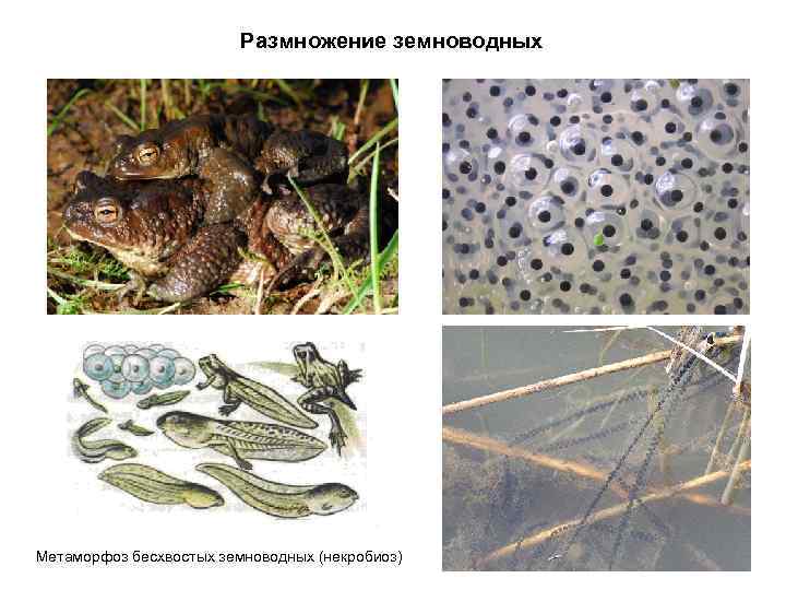 Размножение земноводных Метаморфоз бесхвостых земноводных (некробиоз) 