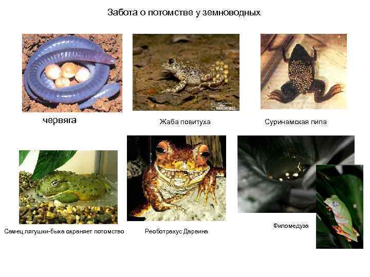 Забота о потомстве у земноводных червяга Самец лягушки-быка охраняет потомство Жаба повитуха Реоботрахус Дарвина