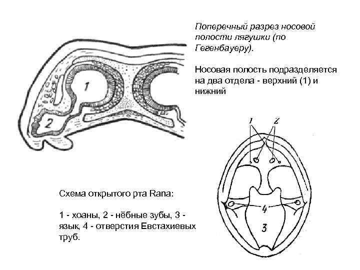 Поперечный разрез носовой полости лягушки (по Гегенбауеру). Носовая полость подразделяется на два отдела -