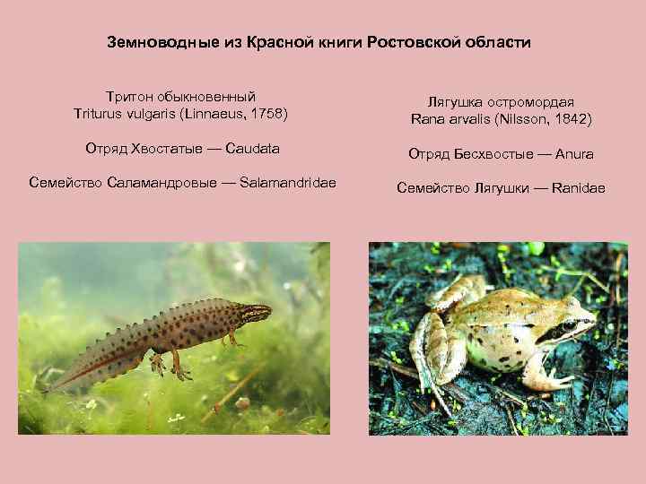 Земноводные из Красной книги Ростовской области Тритон обыкновенный Triturus vulgaris (Linnaeus, 1758) Лягушка остромордая