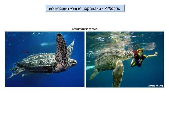 п/о Бесщитковые черепахи - Athecae Кожистая черепаха 