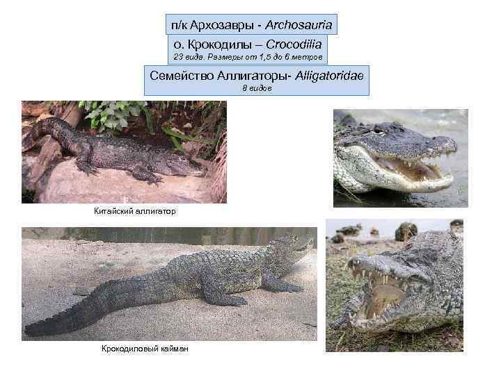 п/к Архозавры - Archosauria о. Крокодилы – Crocodilia 23 вида. Размеры от 1, 5