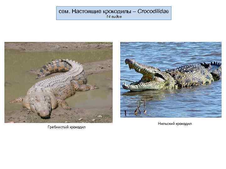сем. Настоящие крокодилы – Crocodilidae 14 видов Гребнистый крокодил Нильский крокодил 