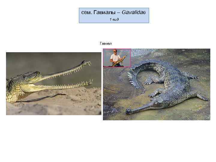 сем. Гавиалы – Gavalidae 1 вид Гавиал 