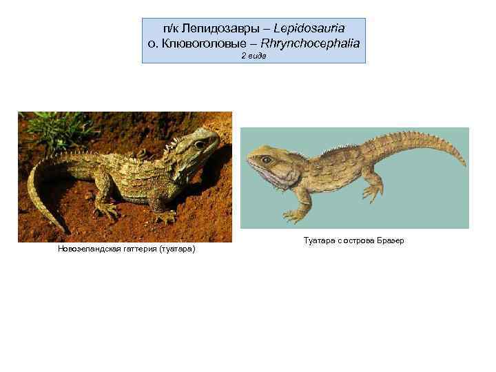 п/к Лепидозавры – Lepidosauria о. Клювоголовые – Rhrynchocephalia 2 вида Новозеландская гаттерия (туатара) Туатара