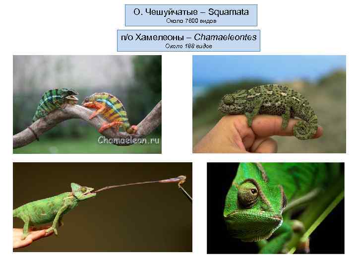 О. Чешуйчатые – Squamata Около 7600 видов п/о Хамелеоны – Chamaeleontes Около 188 видов