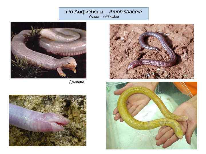 п/о Амфисбены – Amphisbaenia Около – 140 видов Двуходка 