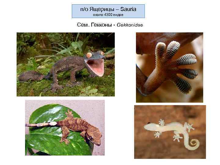 п/о Ящерицы – Sauria около 4300 видов Сем. Гекконы - Gekkonidae 