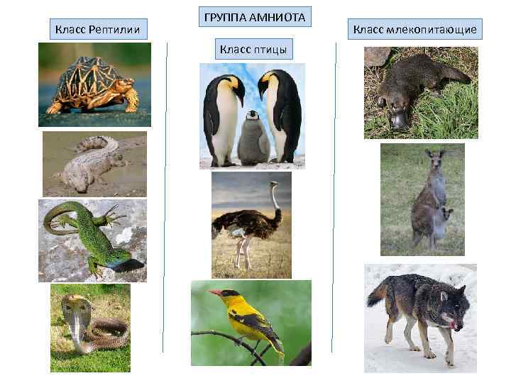 Класс Рептилии ГРУППА АМНИОТА Класс птицы Класс млекопитающие 