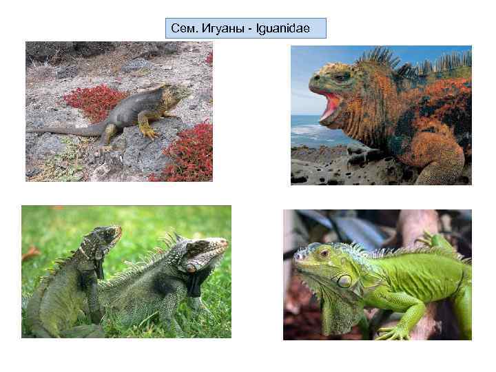 Сем. Игуаны - Iguanidae 