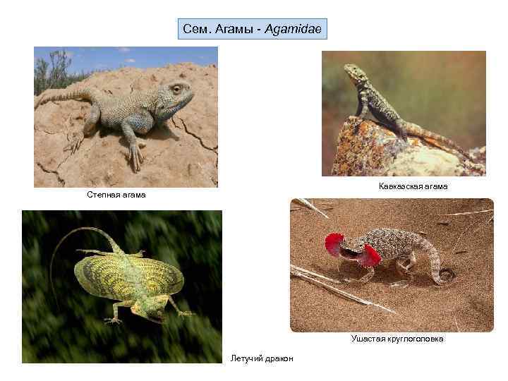 Сем. Агамы - Agamidae Кавказская агама Степная агама Ушастая круглоголовка Летучий дракон 