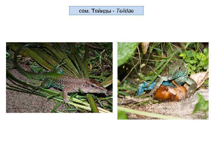 сем. Тейиды - Teiidae 