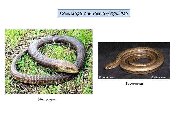 Сем. Веретеницевые -Anguiidae Веретеница Желтопузик 