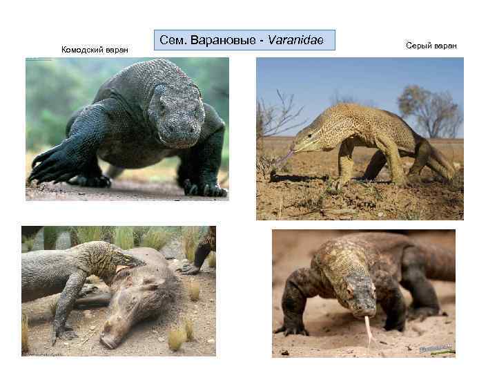 Комодский варан Сем. Варановые - Varanidae Серый варан 