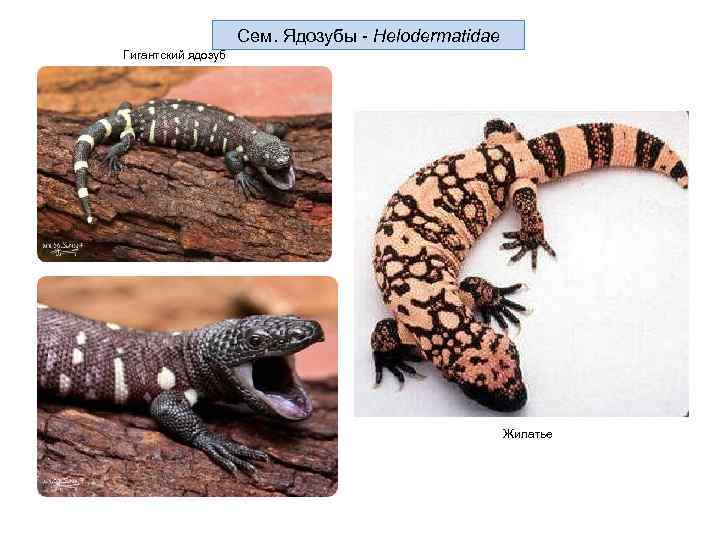 Сем. Ядозубы - Helodermatidae Гигантский ядозуб Жилатье 