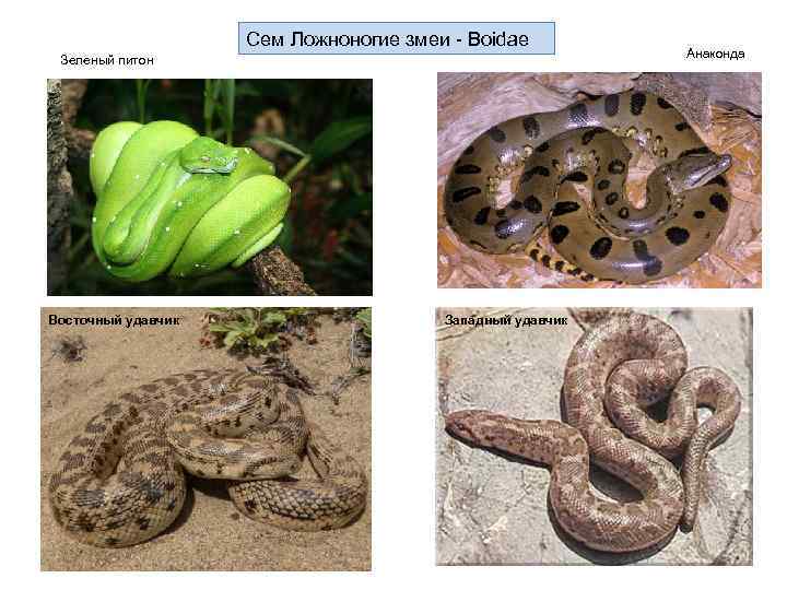 Сем Ложноногие змеи - Boidae Зеленый питон Восточный удавчик Западный удавчик Анаконда 