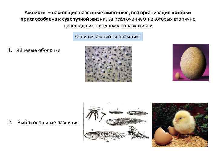 Амниоты – настоящие наземные животные, вся организация которых приспособлена к сухопутной жизни, за исключением