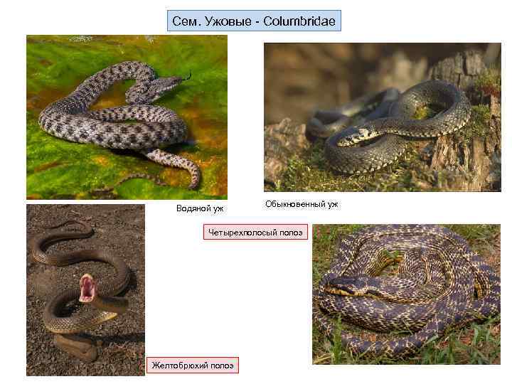 Сем. Ужовые - Columbridae Водяной уж Обыкновенный уж Четырехполосый полоз Желтобрюхий полоз 