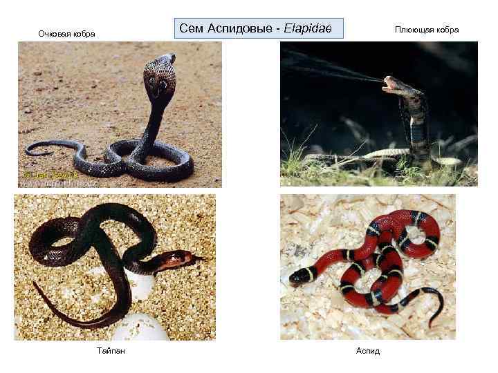 Сем Аспидовые - Elapidae Очковая кобра Тайпан Плюющая кобра Аспид 