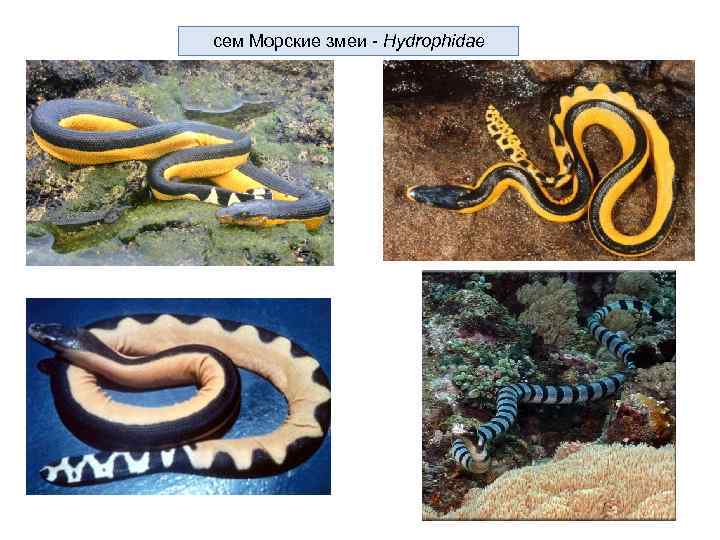 cем Морские змеи - Hydrophidae 
