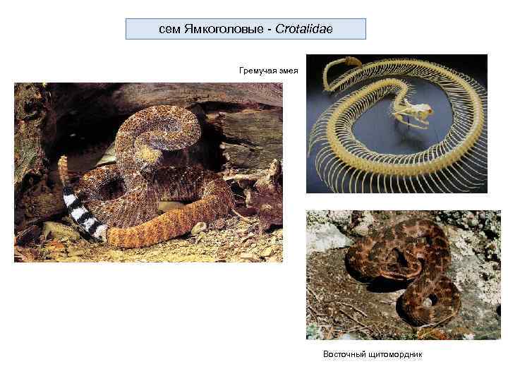 cем Ямкоголовые - Crotalidae Гремучая змея Восточный щитомордник 
