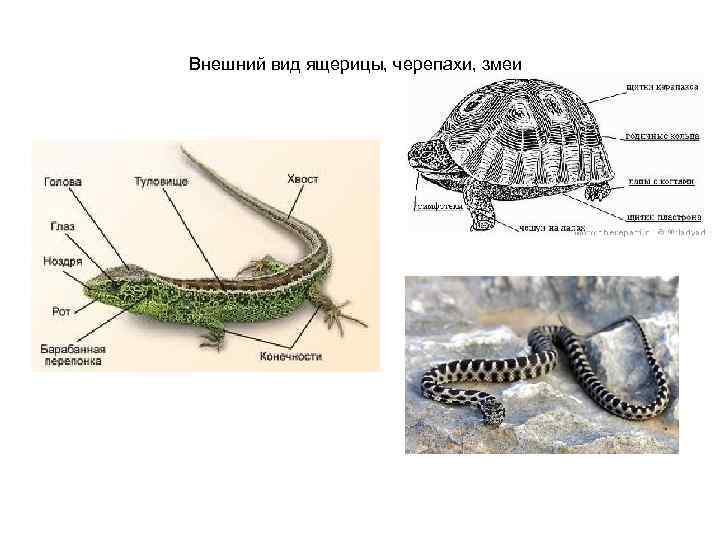 Внешний вид ящерицы, черепахи, змеи 