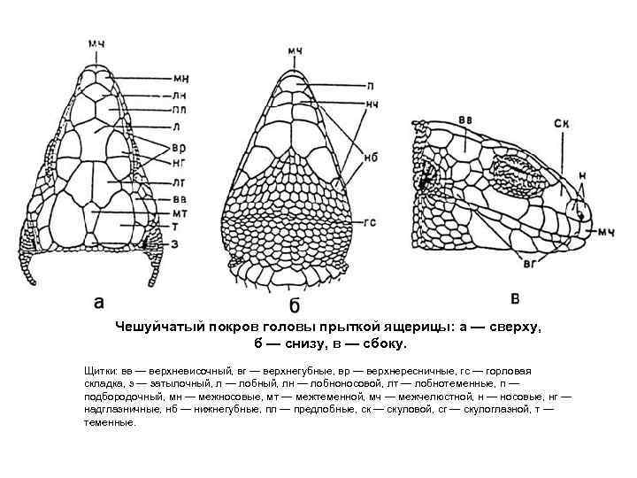 Чешуйчатый покров головы прыткой ящерицы: а — сверху, б — снизу, в — сбоку.