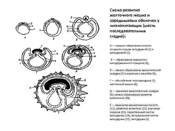 Зародышевые оболочки рисунок с подписями