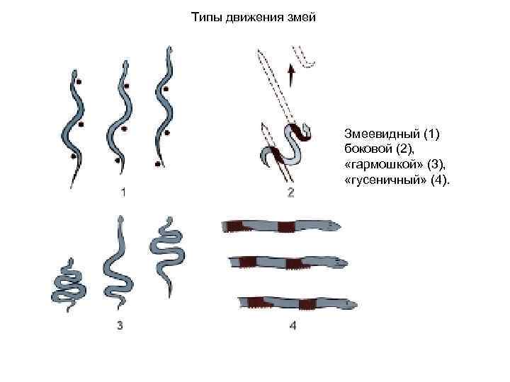 Типы движения змей Змеевидный (1) боковой (2), «гармошкой» (3), «гусеничный» (4). 