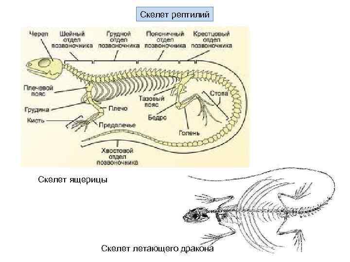 Рассмотрите рисунок напишите названия частей скелета ящерицы