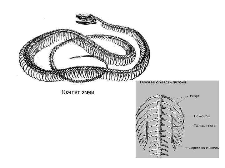 Картинки скелет змеи