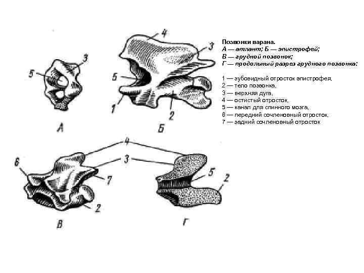 Позвонки варана. А — атлант; Б — эпистрофей; В — грудной позвонок; Г —