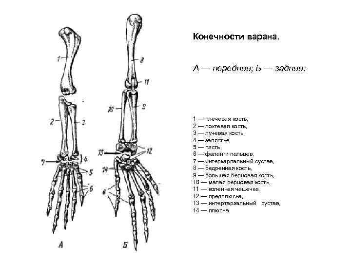 Конечности варана. А — передняя; Б — задняя: 1 — плечевая кость, 2 —