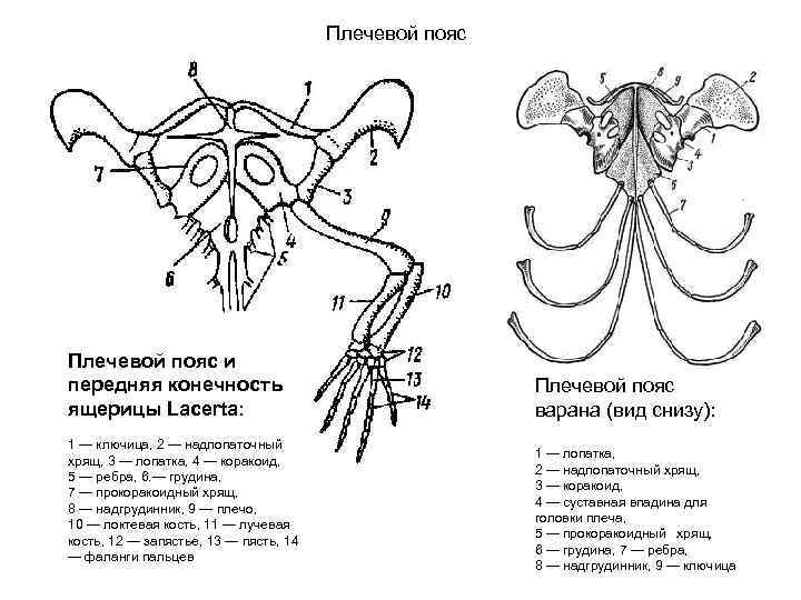 Плечевой пояс и передняя конечность ящерицы Lacerta: 1 — ключица, 2 — надлопаточный хрящ,