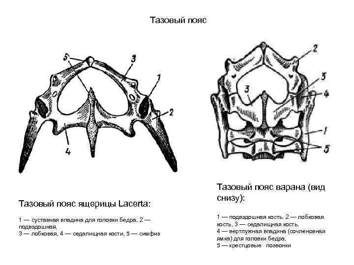 Тазовый пояс ящерицы Lacerta: 1 — суставная впадина для головки бедра, 2 — подвздошная,