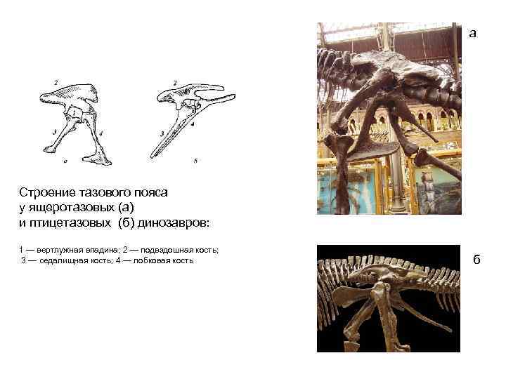 а Строение тазового пояса у ящеротазовых (а) и птицетазовых (б) динозавров: 1 — вертлужная