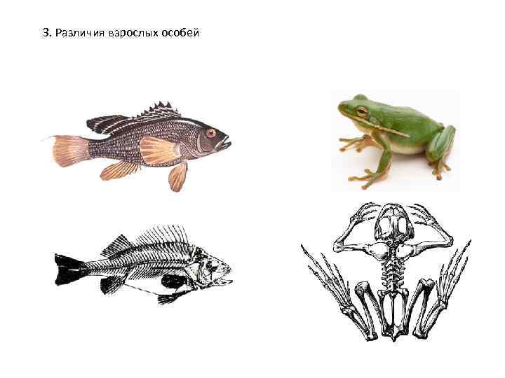 3. Различия взрослых особей 