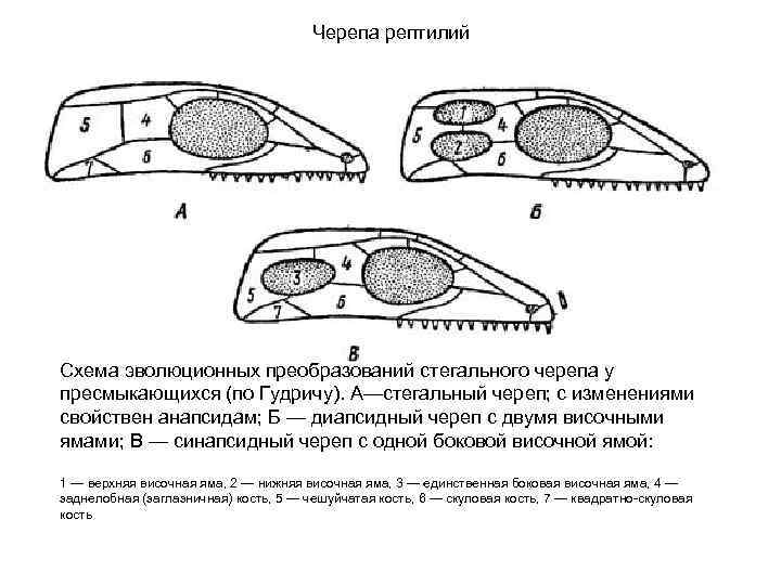 Черепа рептилий Схема эволюционных преобразований стегального черепа у пресмыкающихся (по Гудричу). А—стегальный череп; с