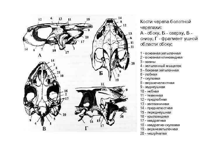 Кости черепа болотной черепахи: А - сбоку, Б - сверху, В снизу, Г -
