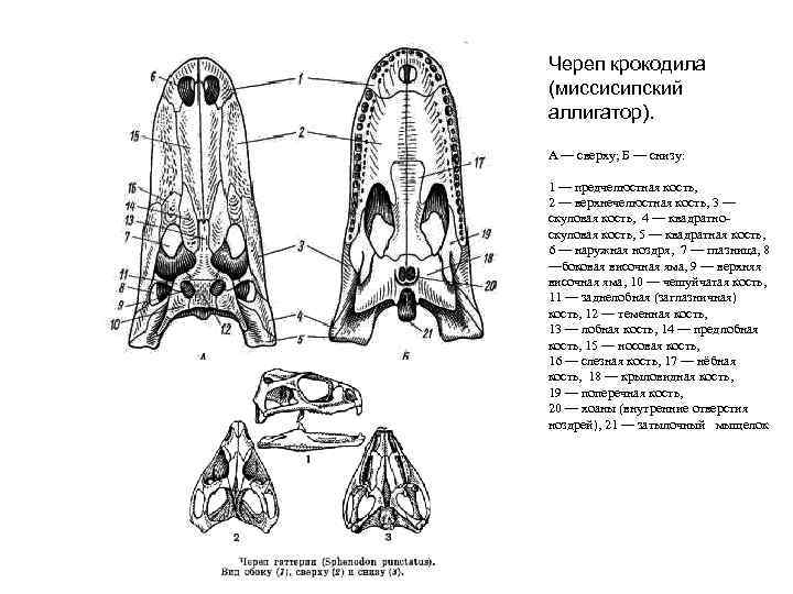 От аллигатора отличается отсутствием костной перегородки в отверстиях наружных ноздрей