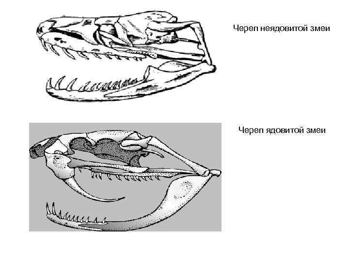 Череп неядовитой змеи Череп ядовитой змеи 
