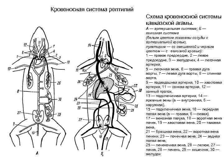 Кровеносная система рептилий Схема кровеносной системы кавказской агамы. А — артериальная система; Б —