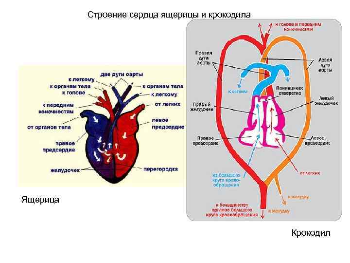 Строение сердца ящерицы и крокодила Ящерица Крокодил 