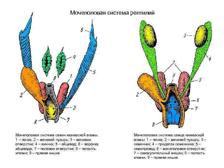 Мочеполовая система рептилий Мочеполовая система самки кавказской агамы: 1 – почка; 2 – мочевой