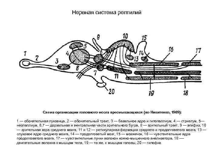 Нервная система рептилий Схема организации головного мозга пресмыкающихся (по Никитенко, 1969): 1 — обонятельная