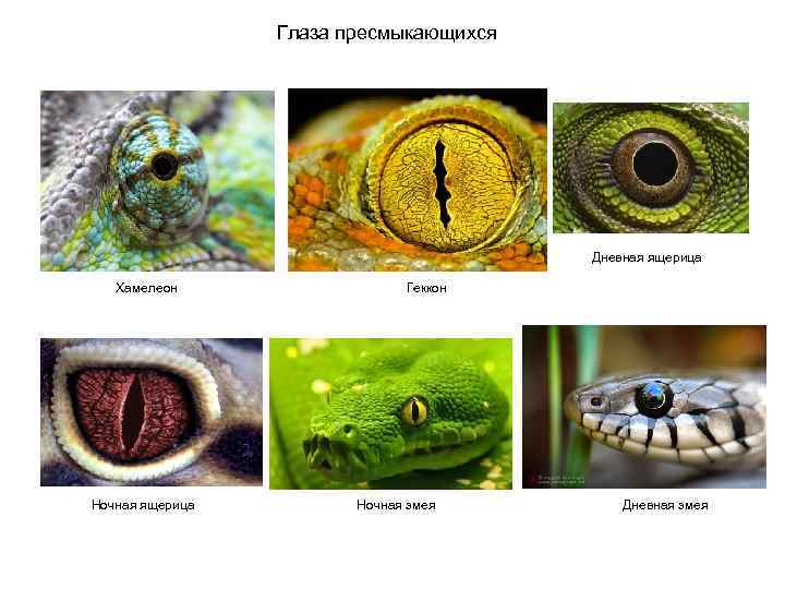 Глаза пресмыкающихся Дневная ящерица Хамелеон Ночная ящерица Геккон Ночная змея Дневная змея 